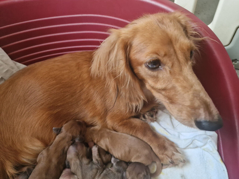 Cream Standard Longhaired Dachshund Puppies