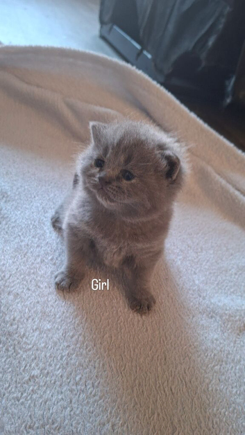 Top quality Blue British shorthairs for Sale
