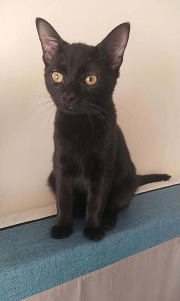 Gorgeous black kitten