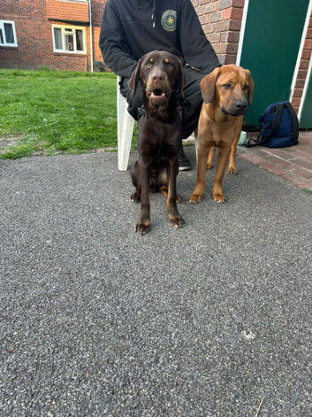 10-Month-Old Kelpie Mastiff Cross Looking for His Forever Home