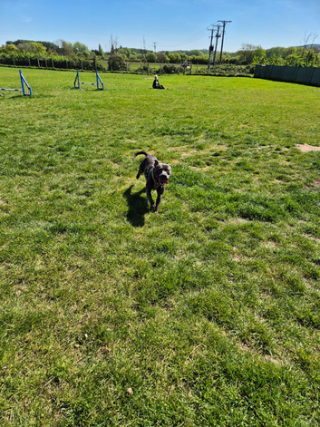 12 month old staffie