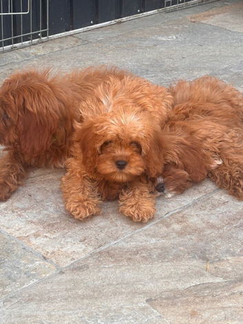F1 Toy Fully Health Tested Girl Cavapoo&rsquo;s