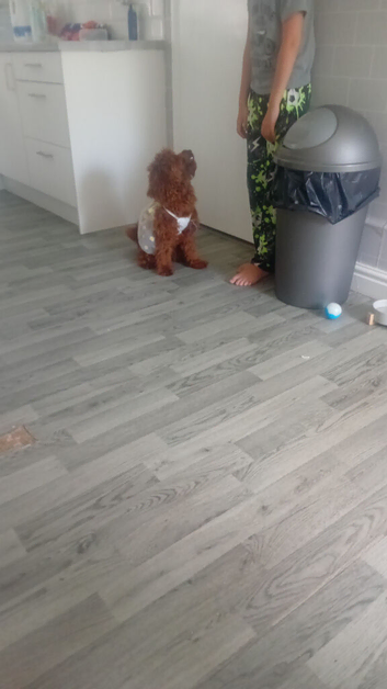 9mouth old cockapoo