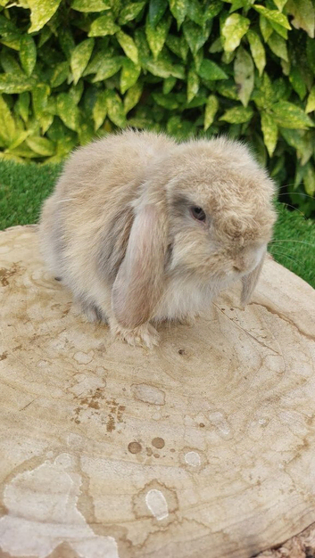 Pure bred mini lop baby rabbits