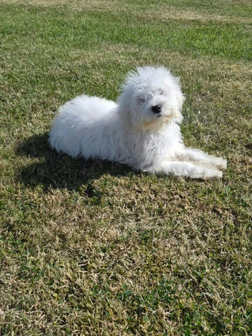 Goldendoodle girl