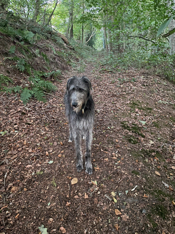 2yr old Deerhound available for Stud