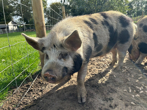 Beautiful Kune Kune Boar, 3 years old, Proven with multiple litters. Low Price For Good Home