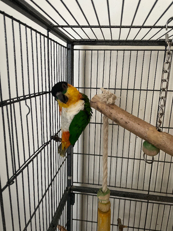 Pair of Black headed Caiques Northern Ireland