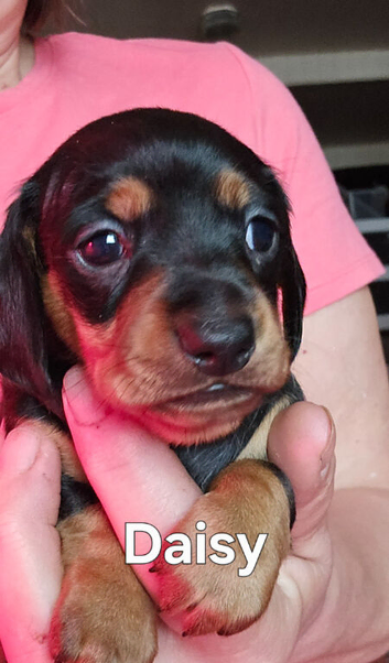 2 stunning Daxi ready to leave