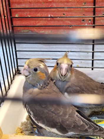 Cockatiels