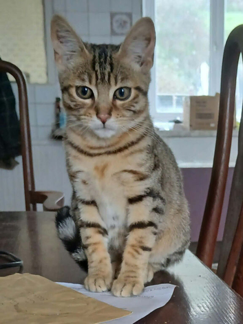 Bengal boy 10 weeks old