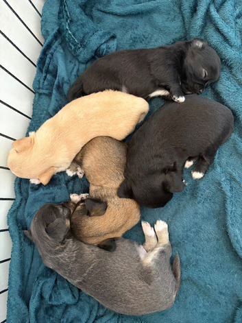 Beautiful Rainbow of Chihuahuas