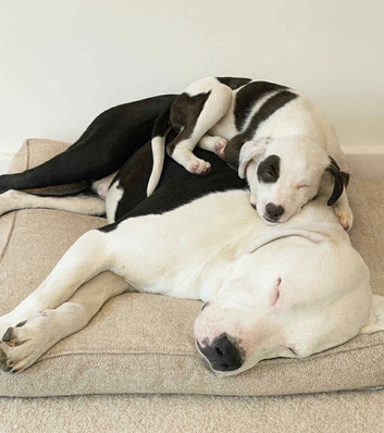 American bull+husky