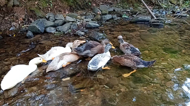Runner ducks