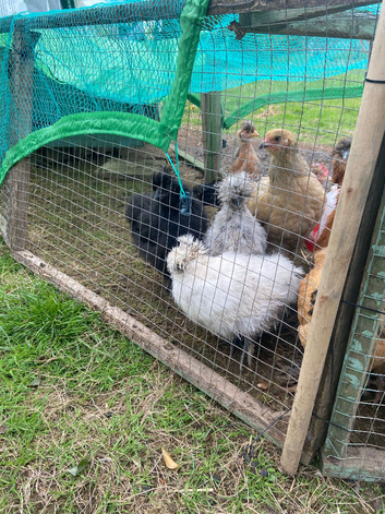 Silkie chicks