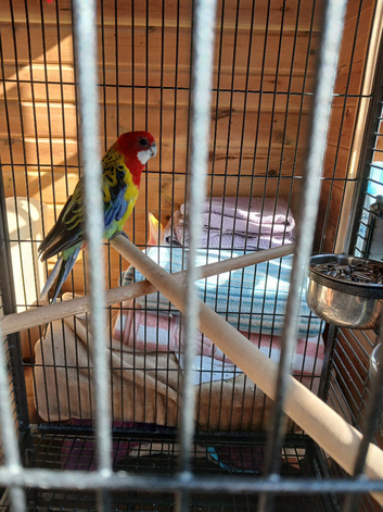 Male Rosella