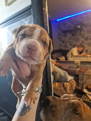Old tyme bulldog cross shar pai