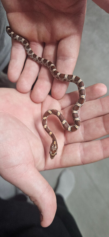 Baby corn snakes