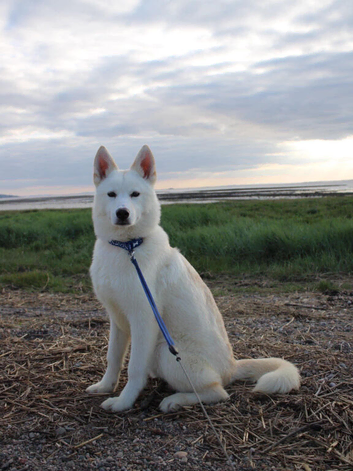 Koda