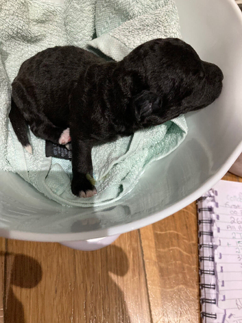 Bedlington terrier pups