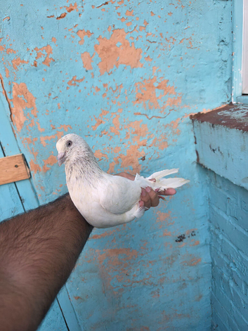 Pakistani highflier pairs for sale