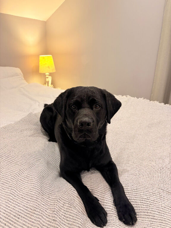 Black lab stud