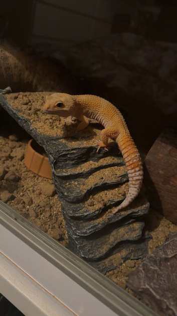 Leopard gecko