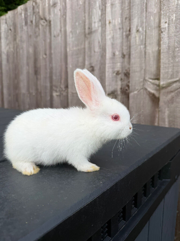 mixed breed bunnies
