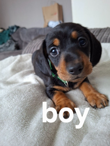 Miniature dachshund