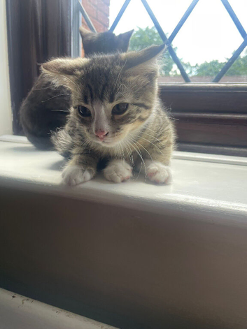 2 Male Kittens For Sale