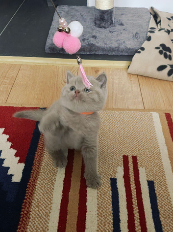 Last 2 lilac girls british shorthair kittens to reserve