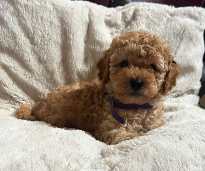 Cavachon x toy poodle who puppies