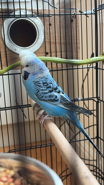 Bonded Budgie Pair