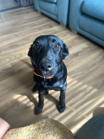 Almost 5 months Labrador x
