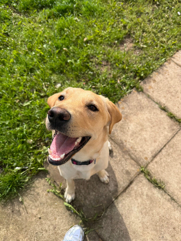 beautiful 8mth old lab looking for a good home