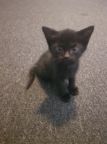4 gorgeous bombay kittens