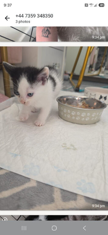 Kitten ready for forever home