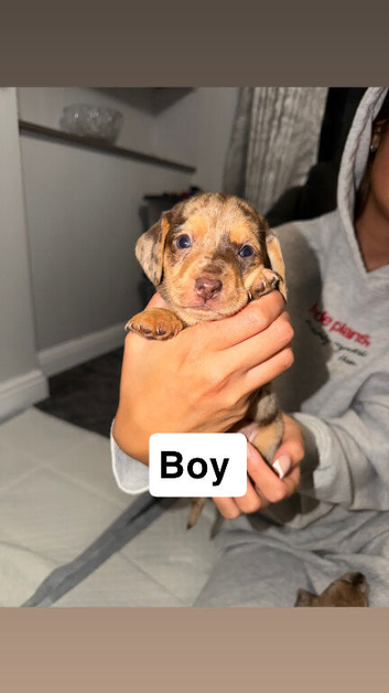 Mini dachshund
