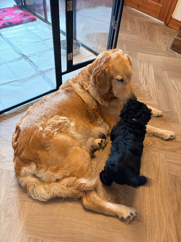 3 Girl Goldendoodle puppies