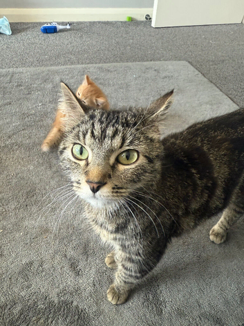 Rehoming a cat
