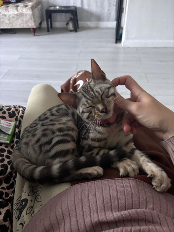 Silver bengal kitten