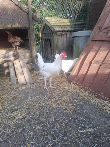 White Cockerel