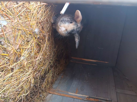 French lop cross
