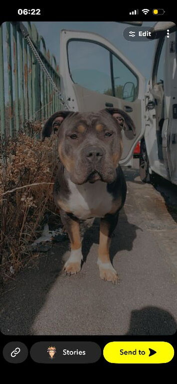 American bully chocolate tri