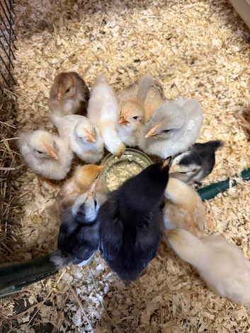 Bantam chicks available