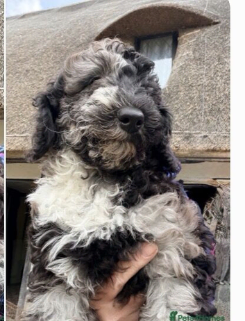 Merle miniature Poodles special colours