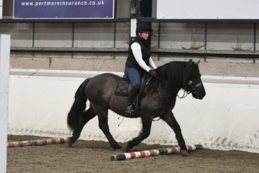 Mouse Dun Highland Stallion