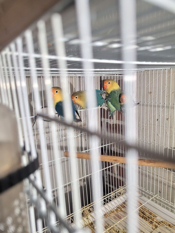 Lovebirds