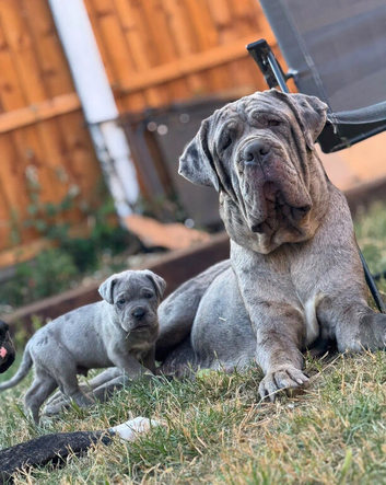Beautiful Neapolitan masstiff puppy&rsquo;s! 2 left ready to go to there forever homes now!