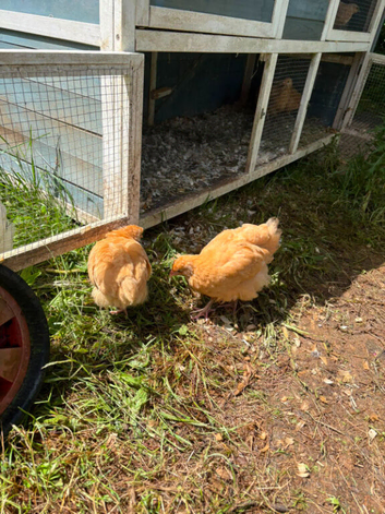 2 11 week old buff boys and 1 light sussex cock